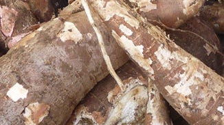 Manioc Root
