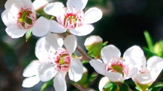 Manuka Honey