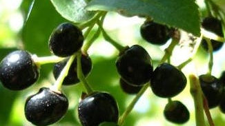 Maqui Berry