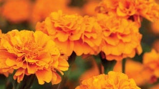 Marigold Flower Extract (Lutein/Zeaxanthin)