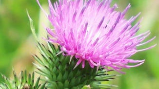 Milk Thistle Seed Extract
