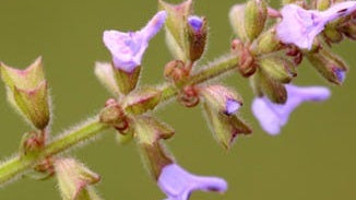 Motherwort Extract