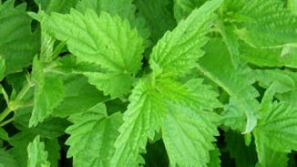 Nettle Leaf