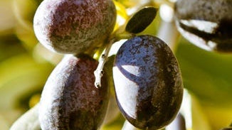 Olive Fruit Extract