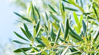 Olive Leaf Extract
