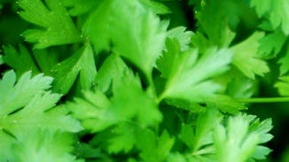 Parsley Leaf