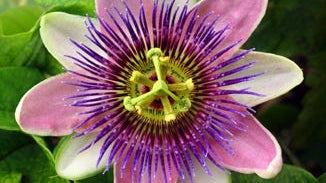 Passion Flower Essence