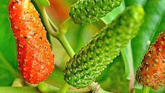 Pippali Berry Extract