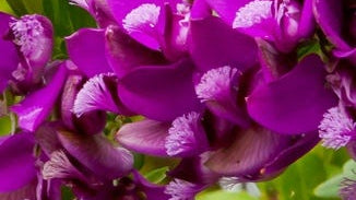 Polygala Root Extract