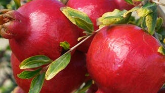 Pomegranate Juice