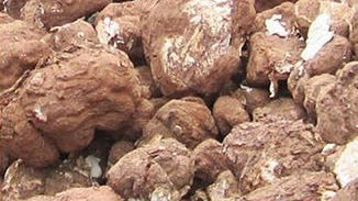 Poria (Fu ling) Extract