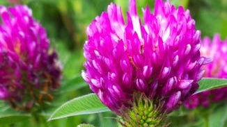 Red Clover Flower
