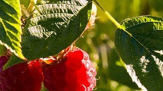 Red Raspberry Leaf Extract