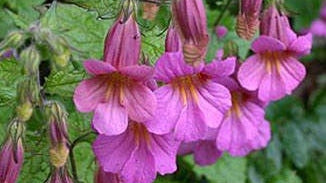 Rehmannia Root Extract