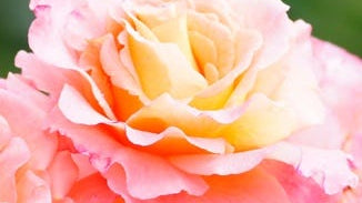 Rose Flower Essence