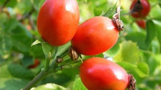 Rose Hips
