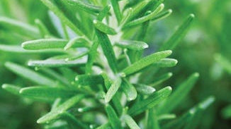 Rosemary Leaf