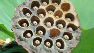 Sacred Lotus Seed Extract