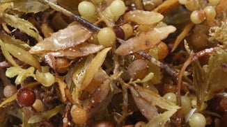 Sargassum Algae Extract