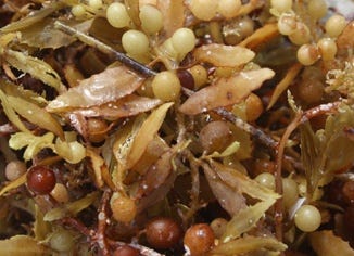 Sargassum Algae Extract
