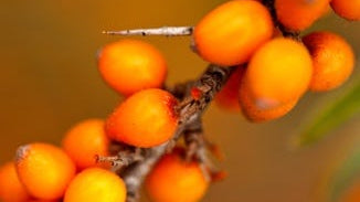 Sea Buckthorn Fruit Extract