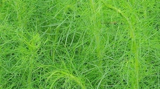 Shatavari Root Extract