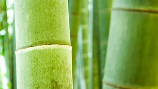 Silica (Bamboo)