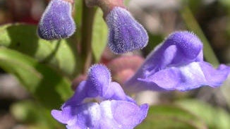 Skullcap