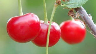 Sour Cherry