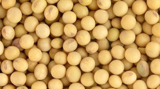 Soy — Fermented