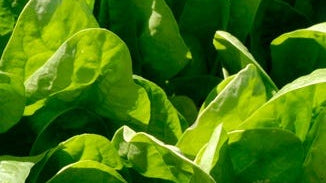 Spinach