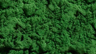 Spirulina
