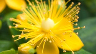 St John's Wort Flower Essence