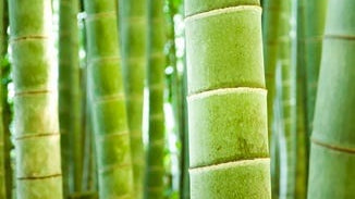 Tabasheer (Bamboo) Extract
