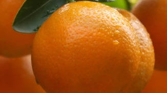 Tangerine Peel Extract