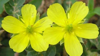 Tribulus Fruit Extract