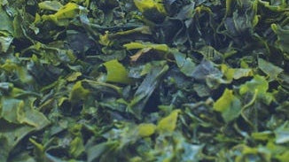 Atlantic Wakame