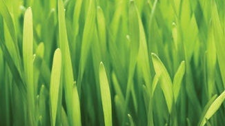 Wheat Grass Juice