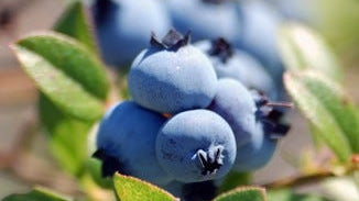 Wild Blueberry