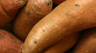Wild Yam Root Extract