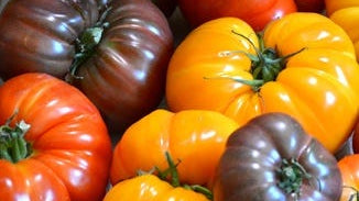 Tomato Extract (Lycopene)