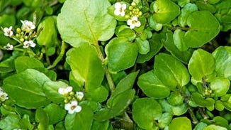 Watercress
