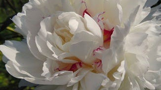White Peony Root Extract