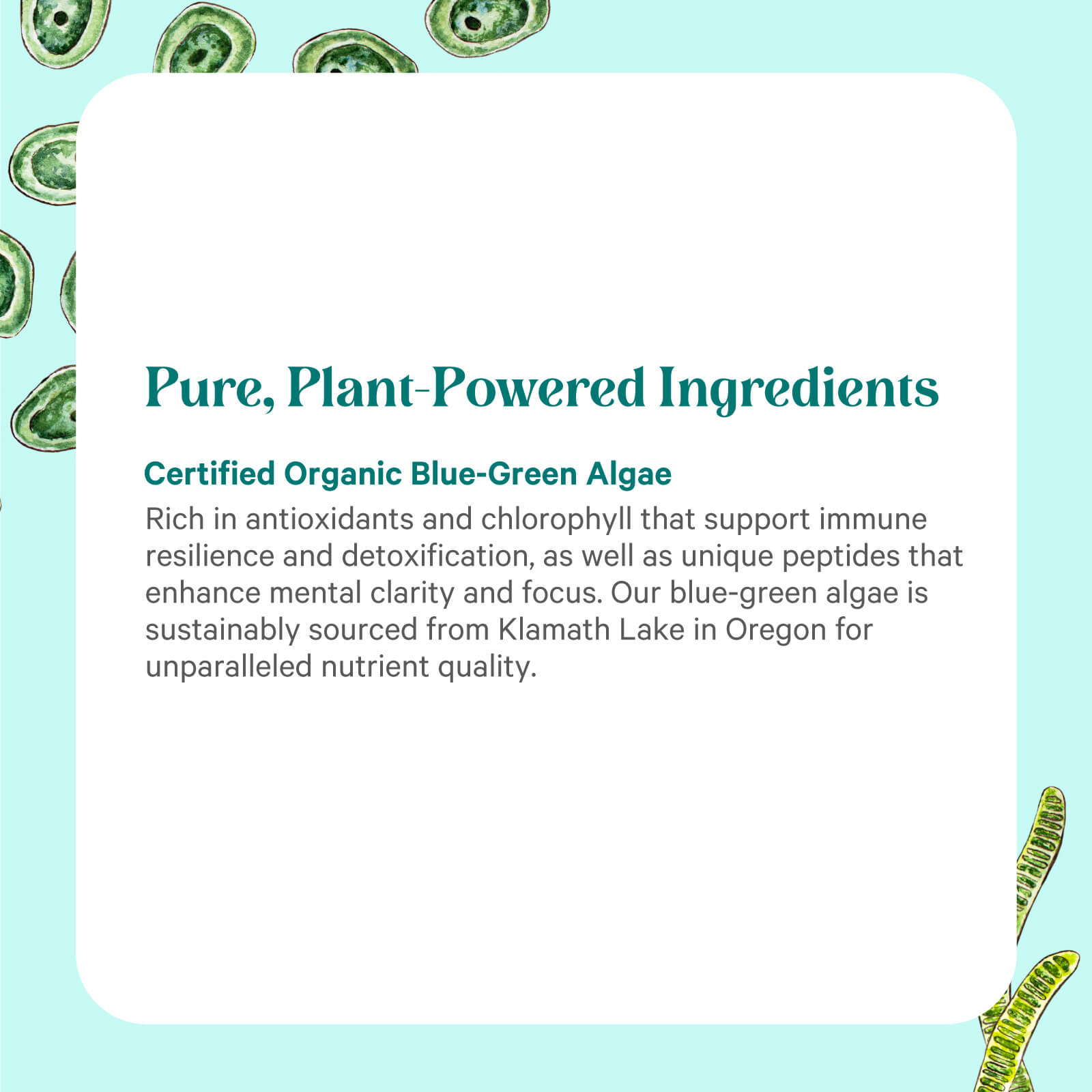 A white box on a light blue background with green algae art. Text reads: Pure, Plant-Powered Ingredients. The Synergy Company Organic Blue-Green Algae Capsules—Certified Organic Aphanizomenon flos-aquae with benefits and source details.