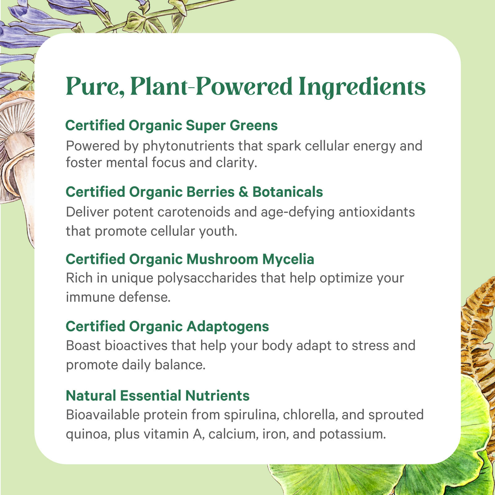 A list titled Pure, Plant-Powered Ingredients highlights the health benefits of super greens, berries, botanicals, mushrooms, adaptogens & nutrients in Pure Synergy® Organic Superfood Capsules by The Synergy Company—shown on a green, plant-illustrated background.