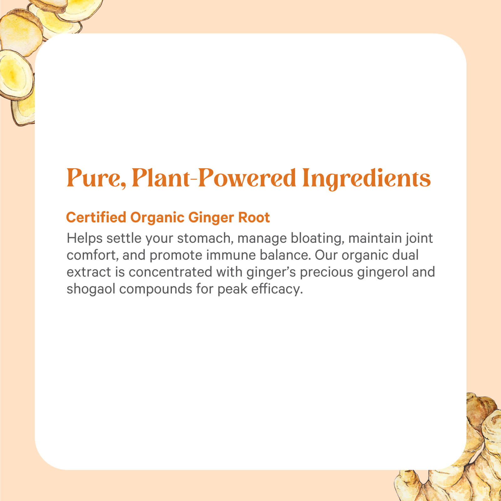 A square label with ginger illustrations reads: “Pure, Plant-Powered Ingredients. Certified Organic Ginger Root.” The Synergy Company’s SuperPure® Ginger Extract, rich in gingerols and shogaols, supports joints, immunity, and relieves bloating.