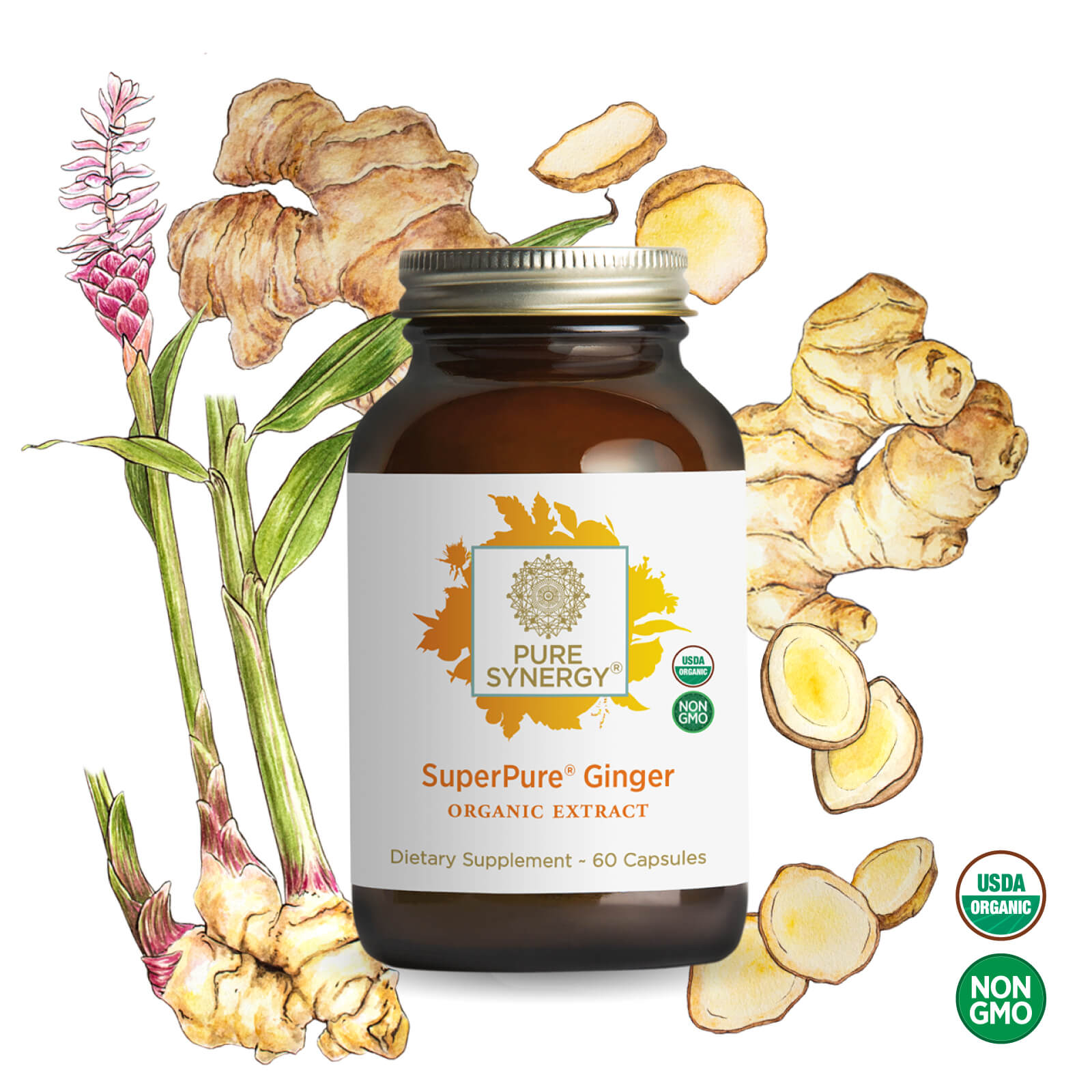 A brown bottle of The Synergy Company SuperPure® Ginger Extract organic capsules is displayed before illustrated ginger roots and plants, emphasizing potent gingerols and shogaols. USDA Organic and Non-GMO logos are shown in the bottom right corner.