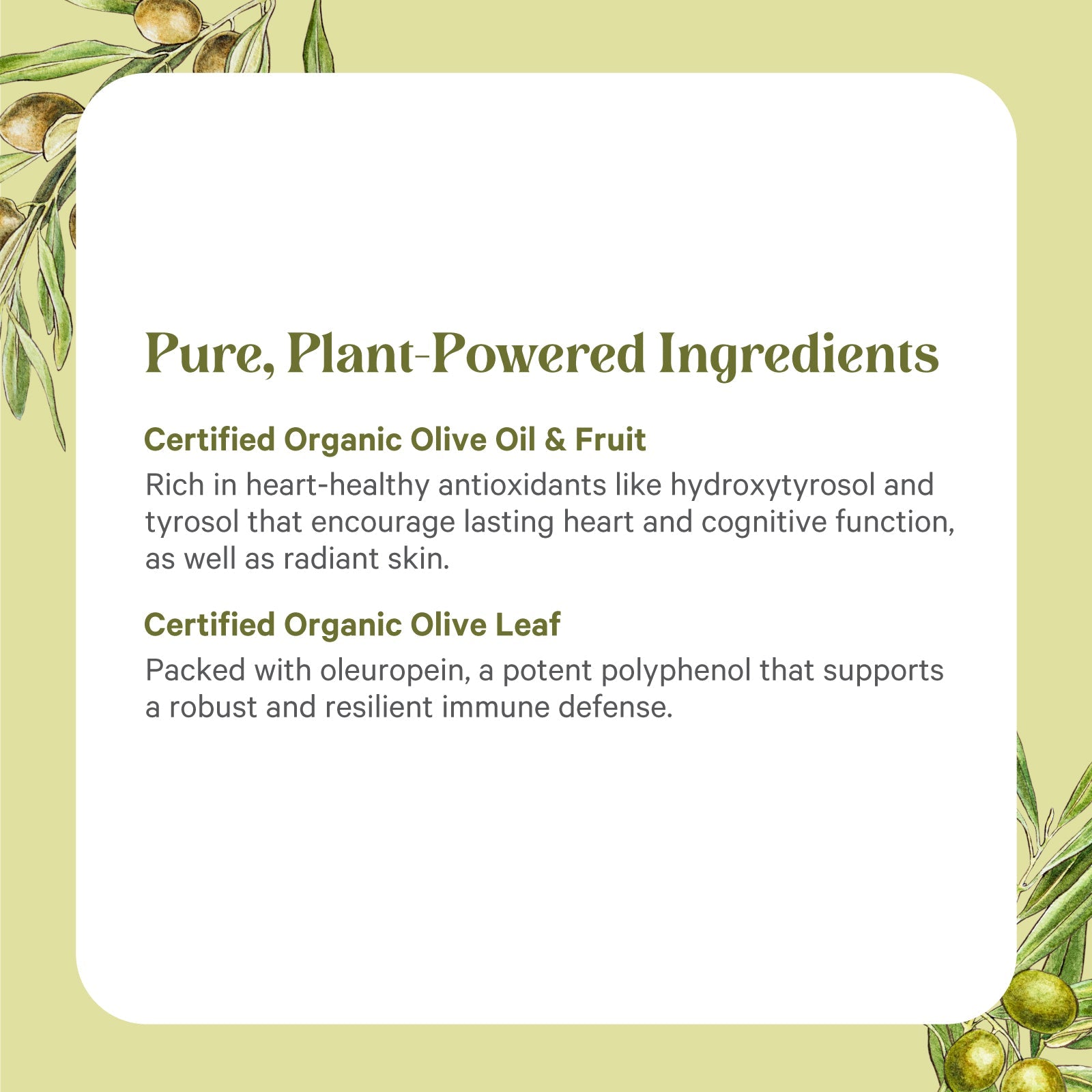 A green graphic with olive branches features text about SuperPure® Olive Extract by The Synergy Company, highlighting certified organic olive oil, fruit, and leaf rich in antioxidants and polyphenols for heart, cognitive, and immune health.