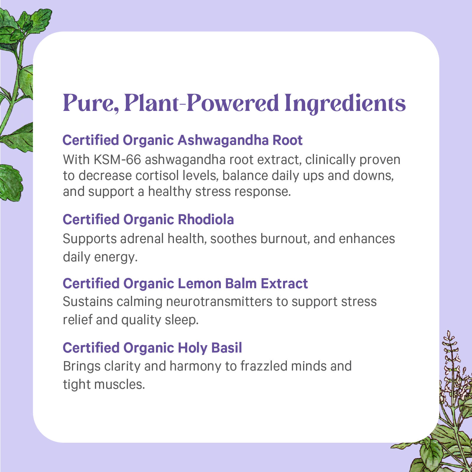 On a purple background, Stress Remedy® by The Synergy Company highlights four pure adaptogens—ashwagandha, rhodiola, lemon balm, and holy basil—to support stress balance, focus, and energy. Green plant art decorates the corners.