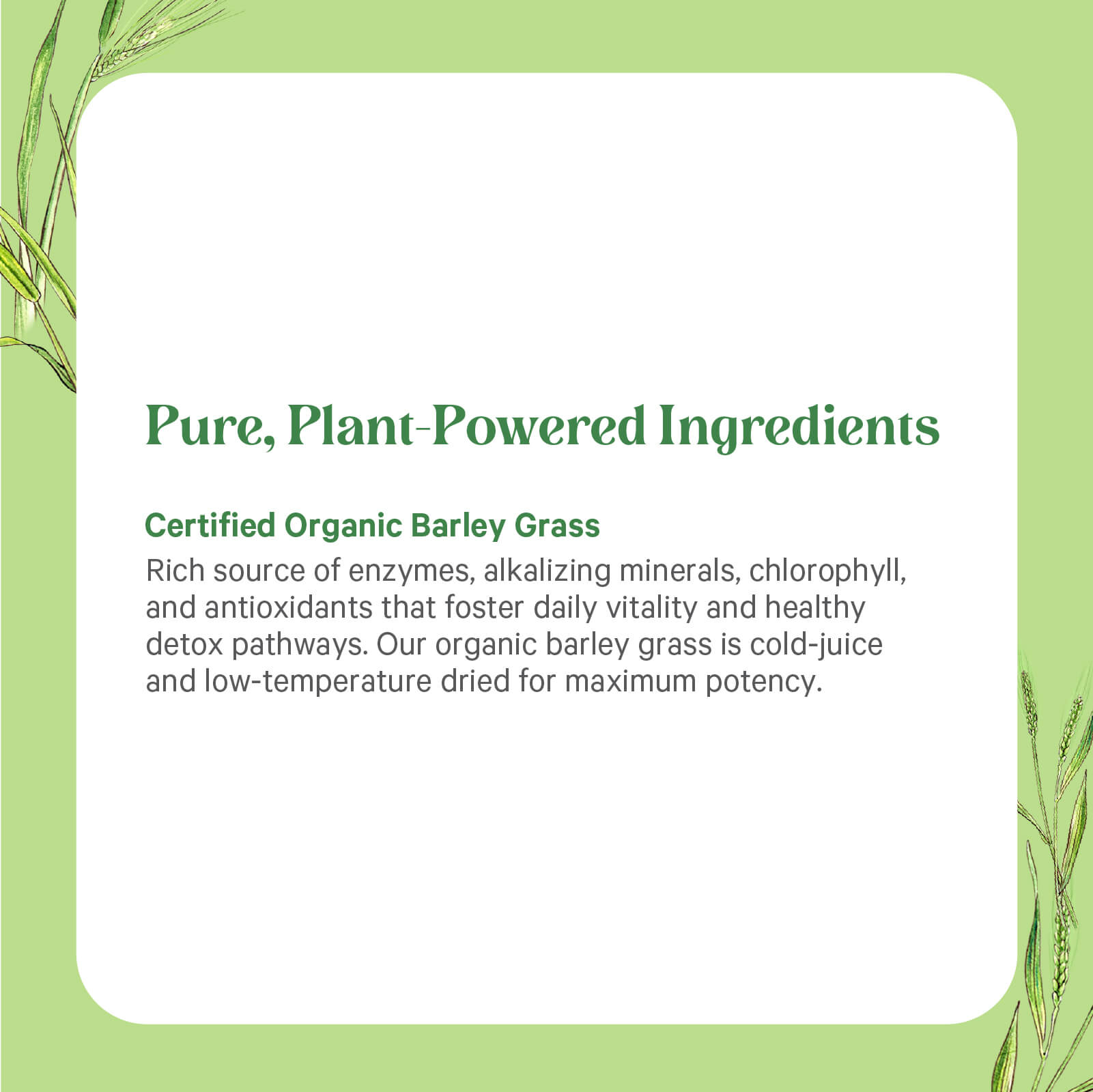 A green and white graphic showcases The Synergy Company’s Organic Barley Grass Juice Powder, emphasizing its certified organic formula rich in nutrients, antioxidant enzymes, and alkalizing minerals. Grass illustrations decorate the corners.